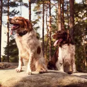 vyhledavaci-obojek-dog-gps-x30t-na-psa-mi001-1929.webp vyhledavaci-obojek-dog-gps-x30t-na-psa-mi001-1929.webp